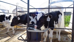 Шуваловское молоко супер мини коровы